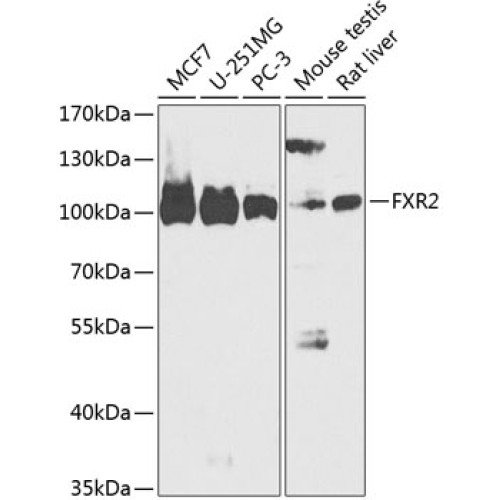 FXR2 Rabbit pAb