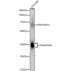 Mesothelin Rabbit pAb