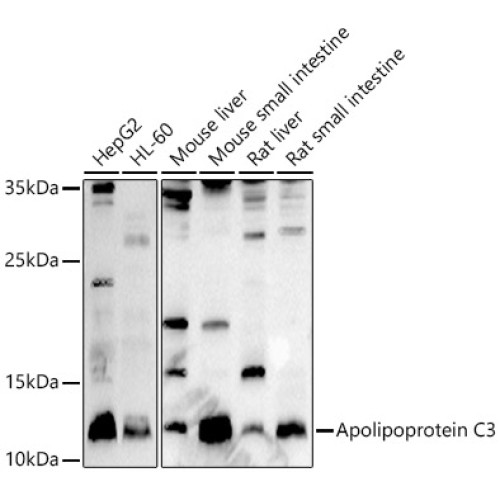 Apolipoprotein C3 Rabbit pAb