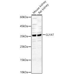 GLYAT Rabbit pAb