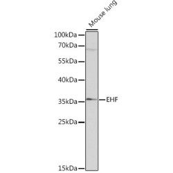 EHF Rabbit pAb