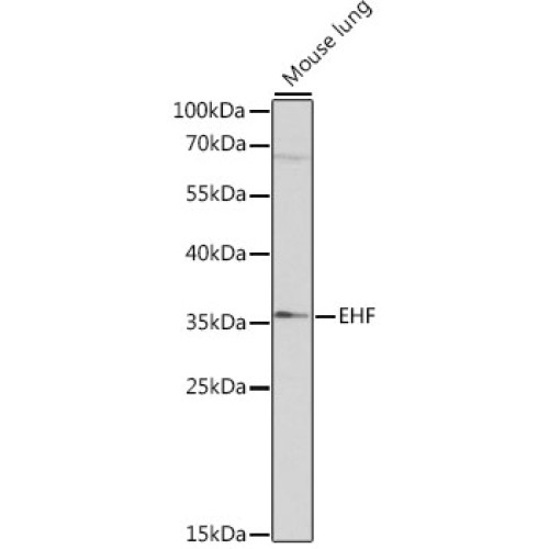 EHF Rabbit pAb