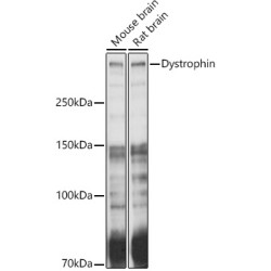Dystrophin Rabbit pAb