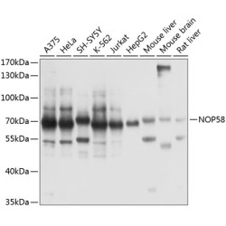 NOP58 Rabbit pAb