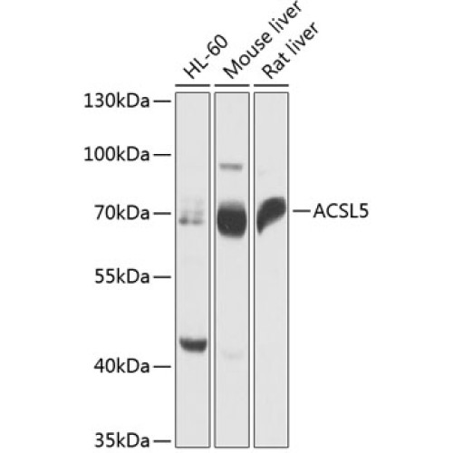 ACSL5 Rabbit pAb