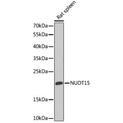 NUDT15 Rabbit pAb