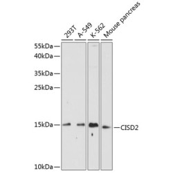 CISD2 Rabbit pAb