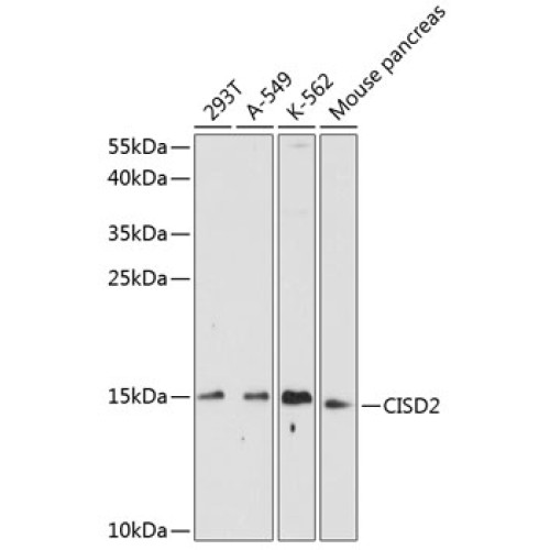 CISD2 Rabbit pAb