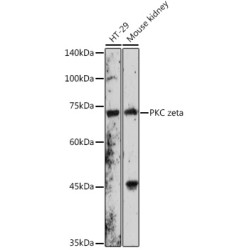 PKC zeta Rabbit pAb