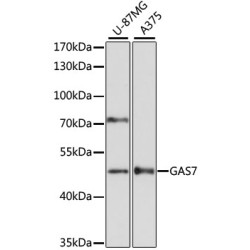 GAS7 Rabbit pAb
