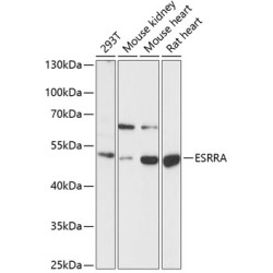 ESRRA Rabbit pAb