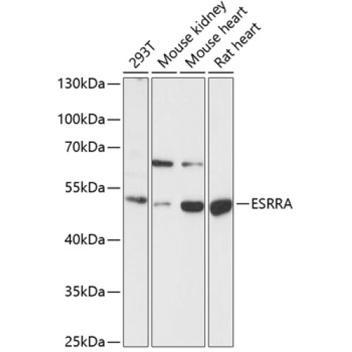 ESRRA Rabbit pAb