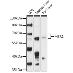MSR1 Rabbit pAb