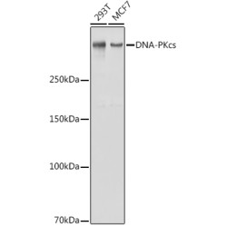 DNA-PKcs Rabbit pAb