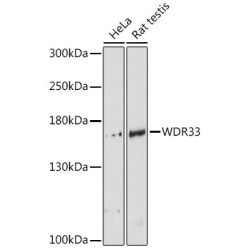 WDR33 Rabbit pAb