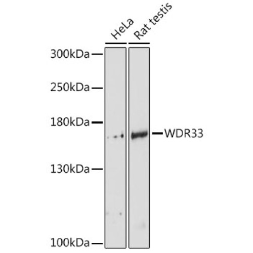 WDR33 Rabbit pAb