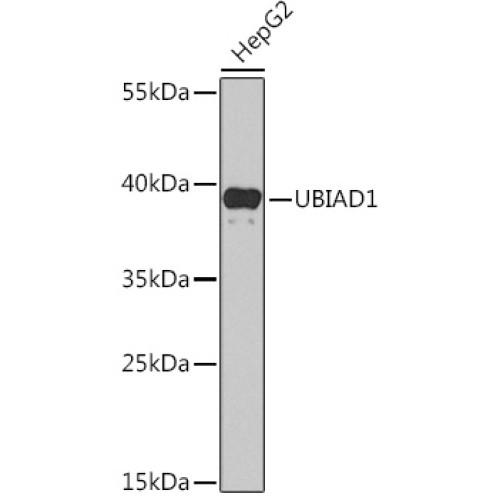 UBIAD1 Rabbit pAb