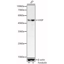 VASP Rabbit pAb
