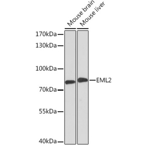 EML2 Rabbit pAb