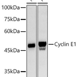 Cyclin E1 Rabbit pAb