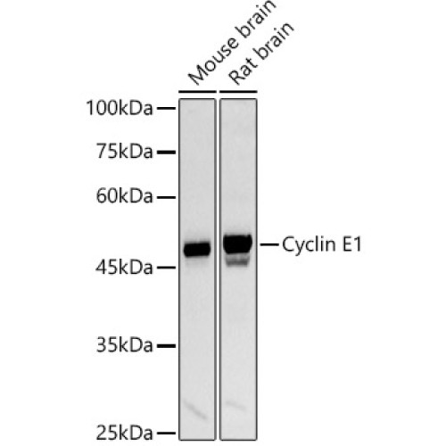 Cyclin E1 Rabbit pAb