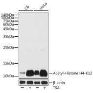 Acetyl-Histone H4-K12 Rabbit pAb