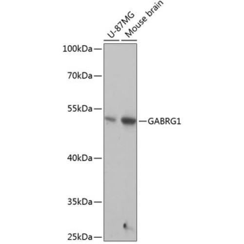 GABRG1 Rabbit pAb