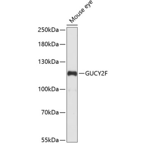 GUCY2F Rabbit pAb