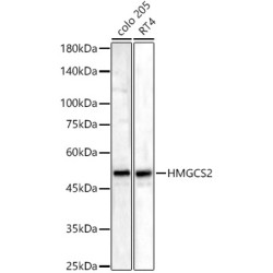 HMGCS2 Rabbit pAb
