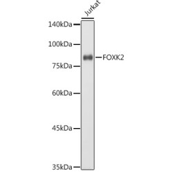 FOXK2 Rabbit pAb