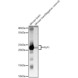 PLP1 Rabbit pAb