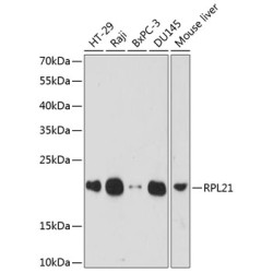 RPL21 Rabbit pAb