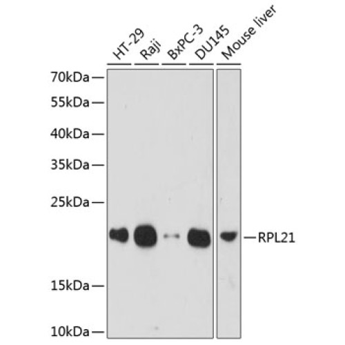 RPL21 Rabbit pAb