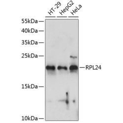 RPL24 Rabbit pAb