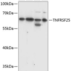 TNFRSF25 Rabbit pAb