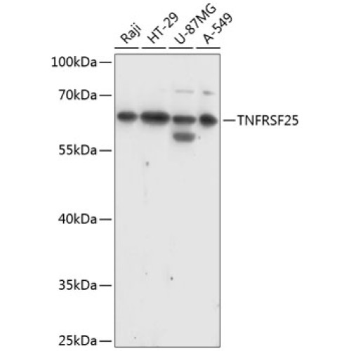 TNFRSF25 Rabbit pAb
