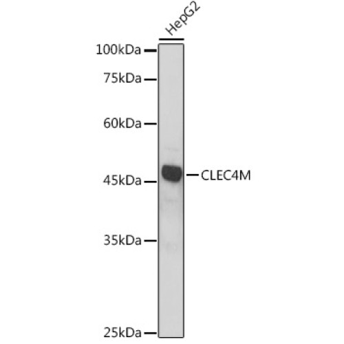 CLEC4M Rabbit pAb