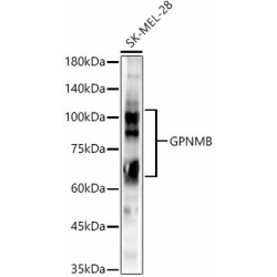 GPNMB Rabbit pAb