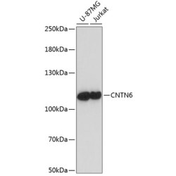 CNTN6 Rabbit pAb