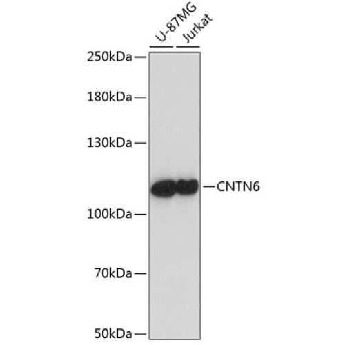 CNTN6 Rabbit pAb