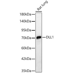 DLL1 Rabbit pAb