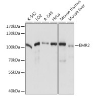 EMR2 Rabbit pAb