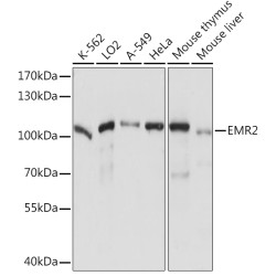 EMR2 Rabbit pAb
