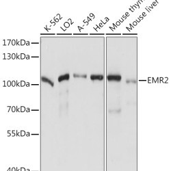 EMR2 Rabbit pAb