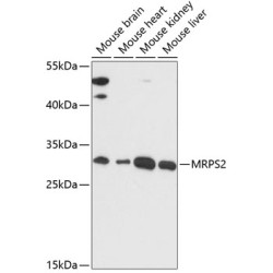 MRPS2 Rabbit pAb