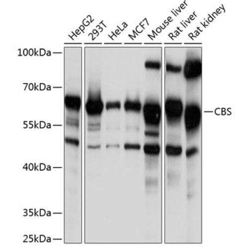 CBS Rabbit pAb