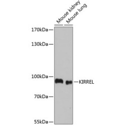 KIRREL Rabbit pAb