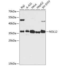 NOL12 Rabbit pAb