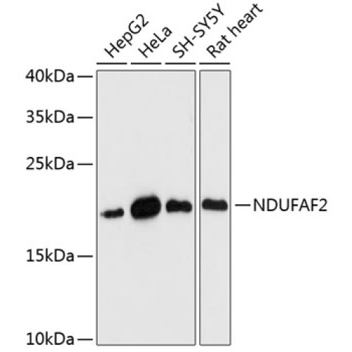 NDUFAF2 Rabbit pAb