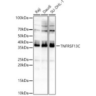 TNFRSF13C Rabbit pAb